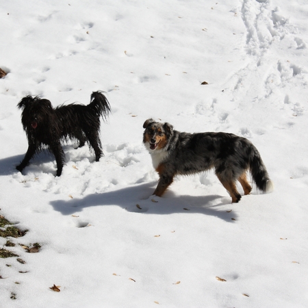 Hundetreffen 2010 im Allgäu (3)